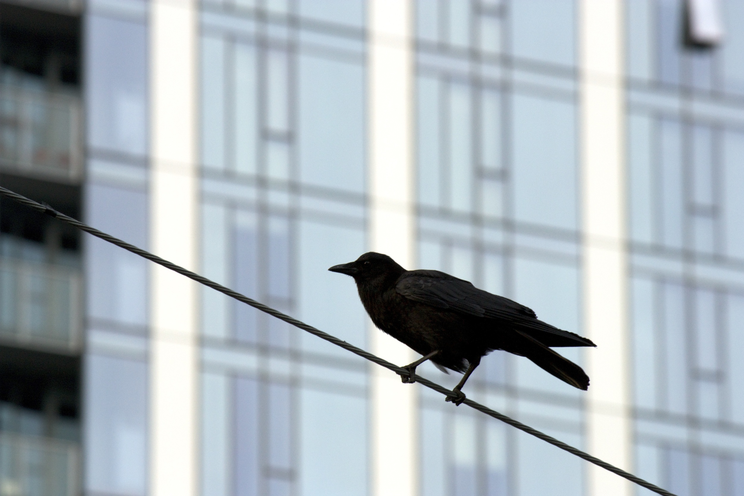 15_Watcher on the wire_2_7MB.jpg