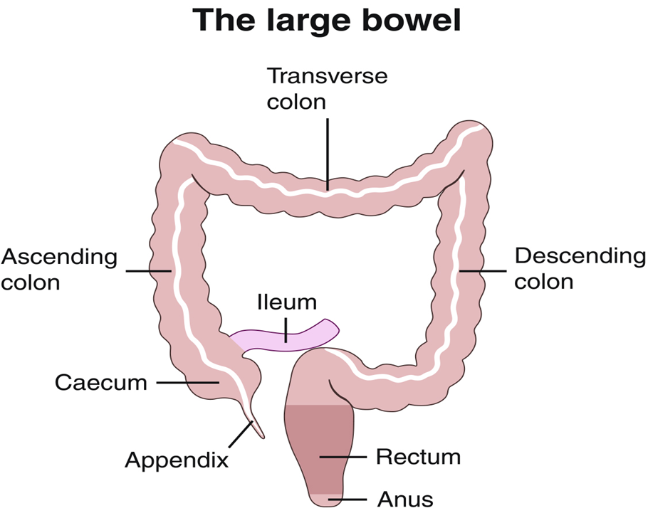 C Norton large bowel.png