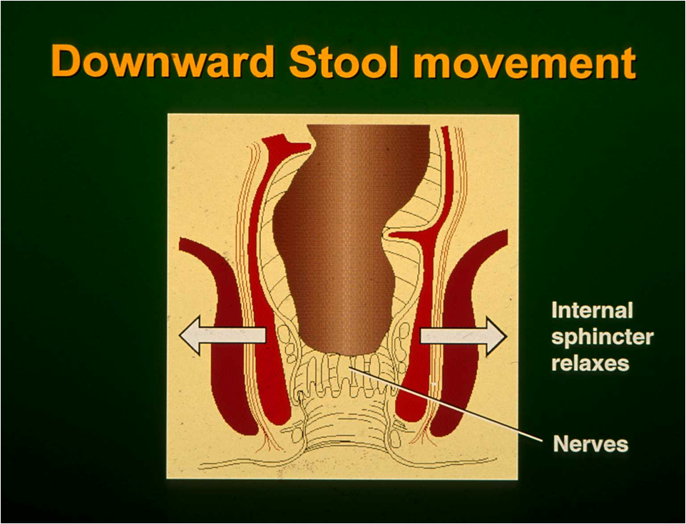 downward stool movement C Norton.png