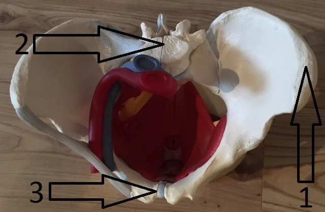  Pelvis and Pelvic Floor muscles (upper view)