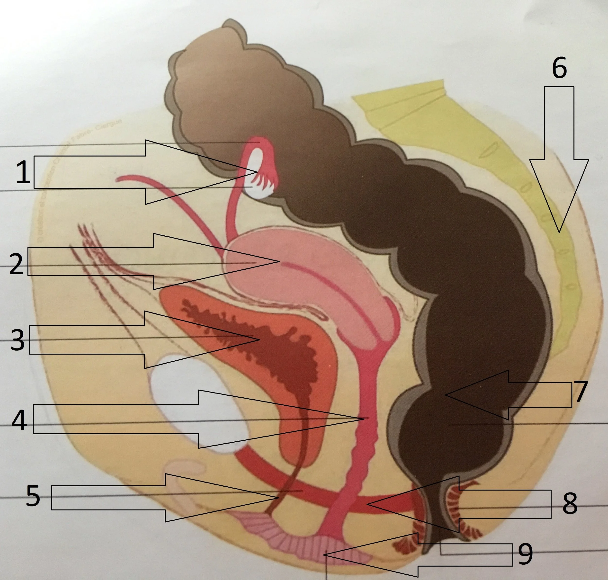  Genital organs (side view)