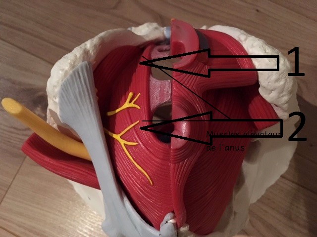 Deep pelvic floor muscles