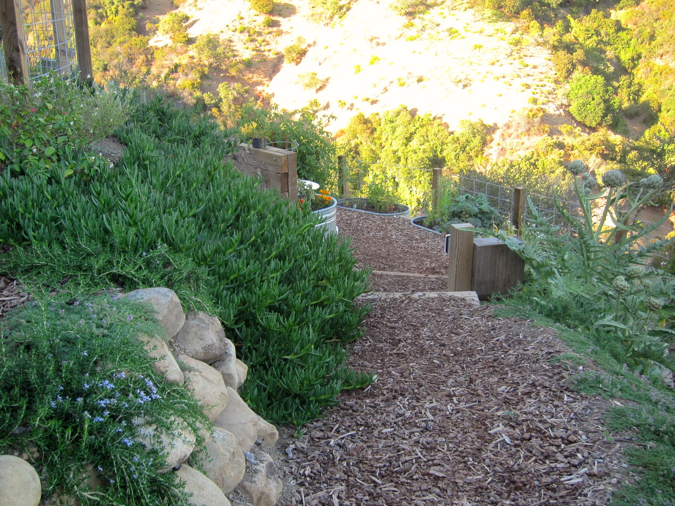 Pathway leading to vegetable garden.JPG