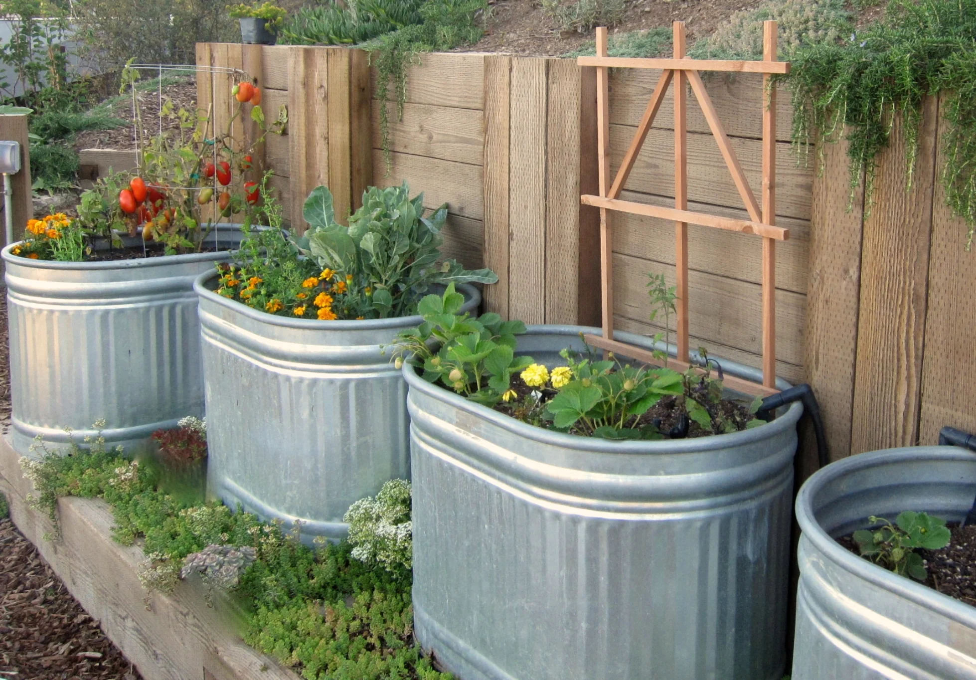 Vegetable garden 2.JPG