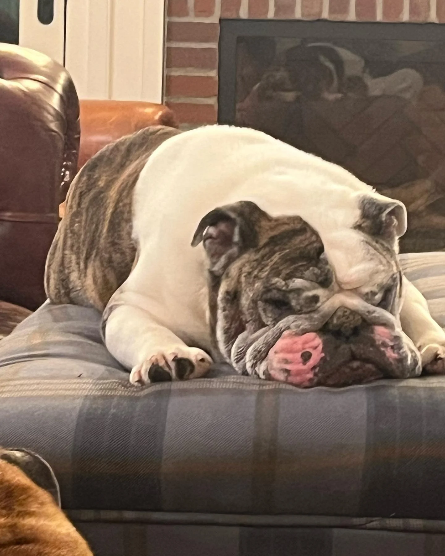 You try telling him to get off the furniture!