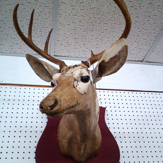 Don't worry, it's a form for a mounted deer, not an actual deer. 