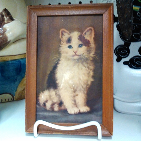 I have no problem finding cats