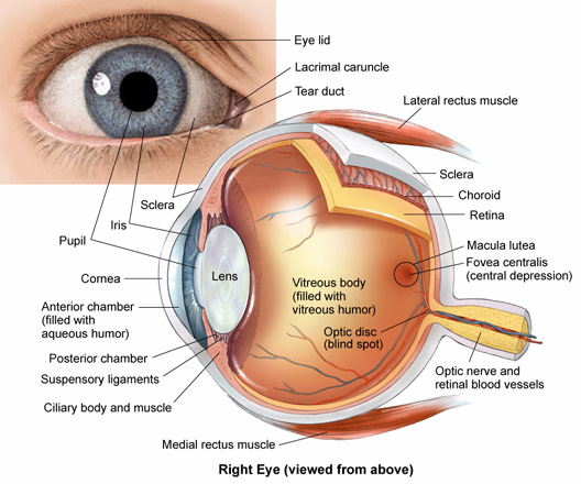 Eye Anatomy Central Florida Retina