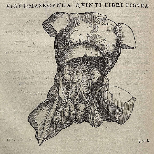 Photo Source: Vesalius Fabrica, Wikimedia Commons