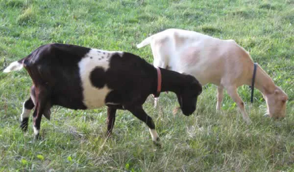Bailey (foreground) and her daughter Babs.