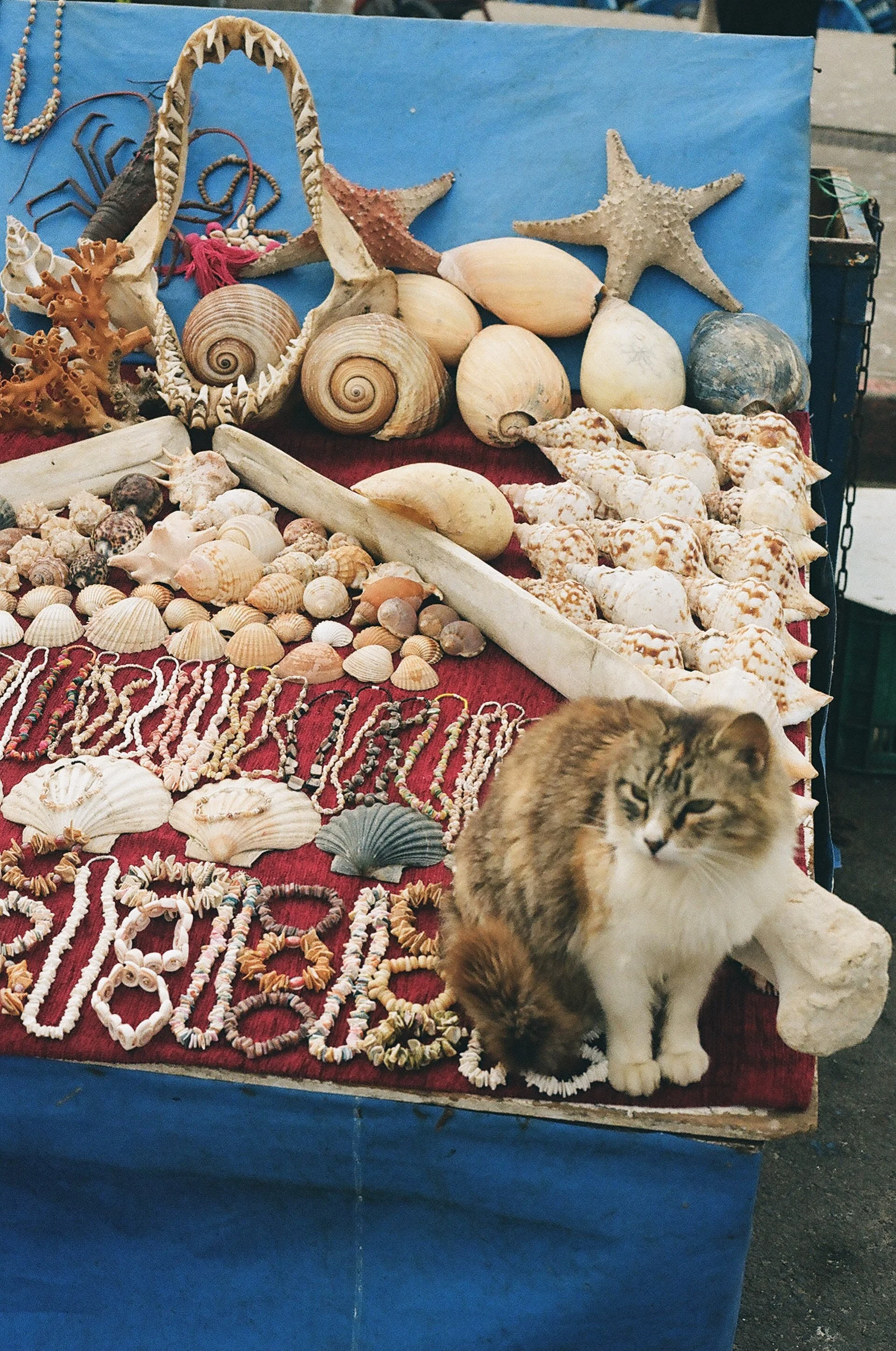catstoprint-2.jpg