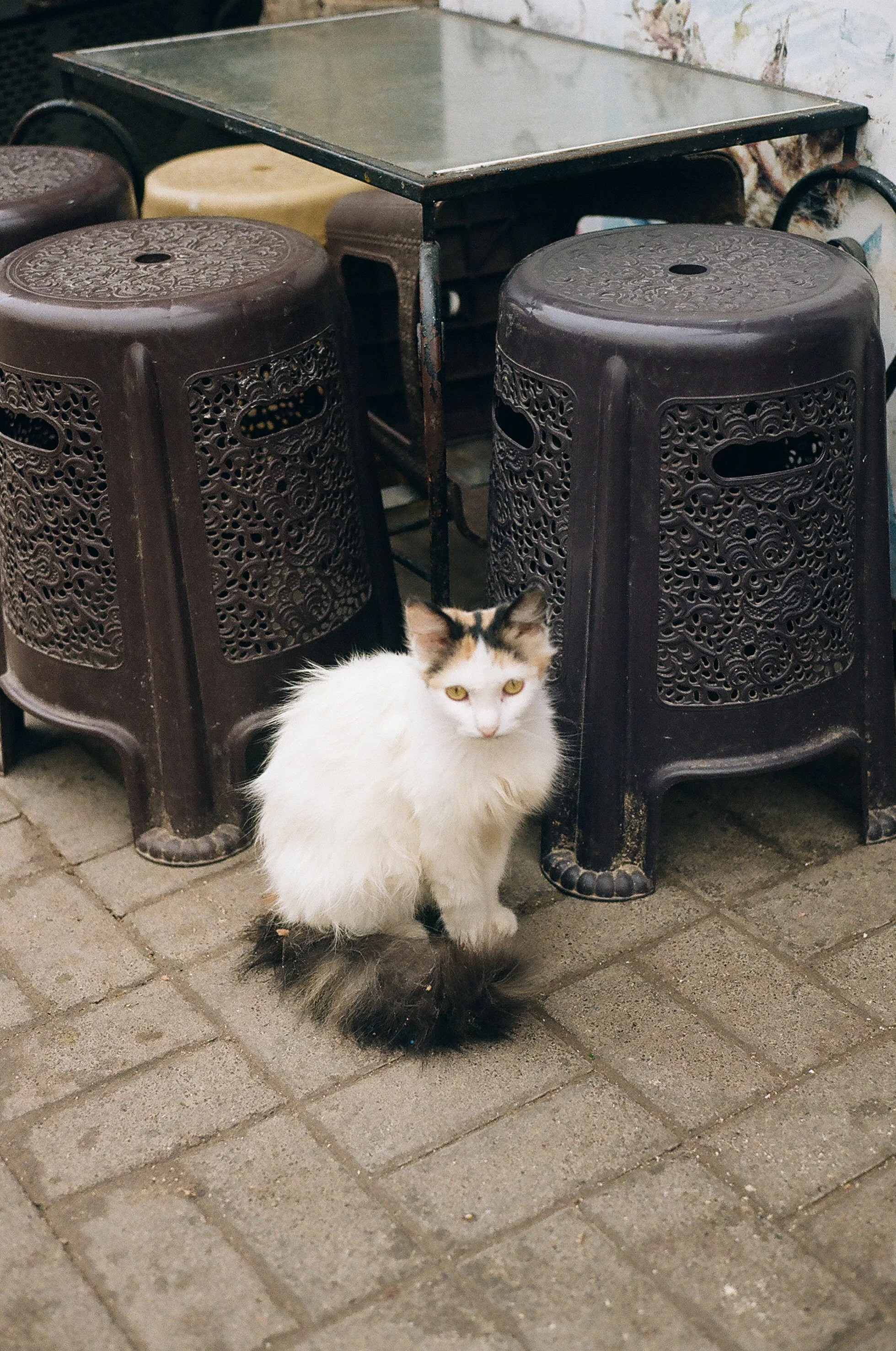catstoprint.jpg