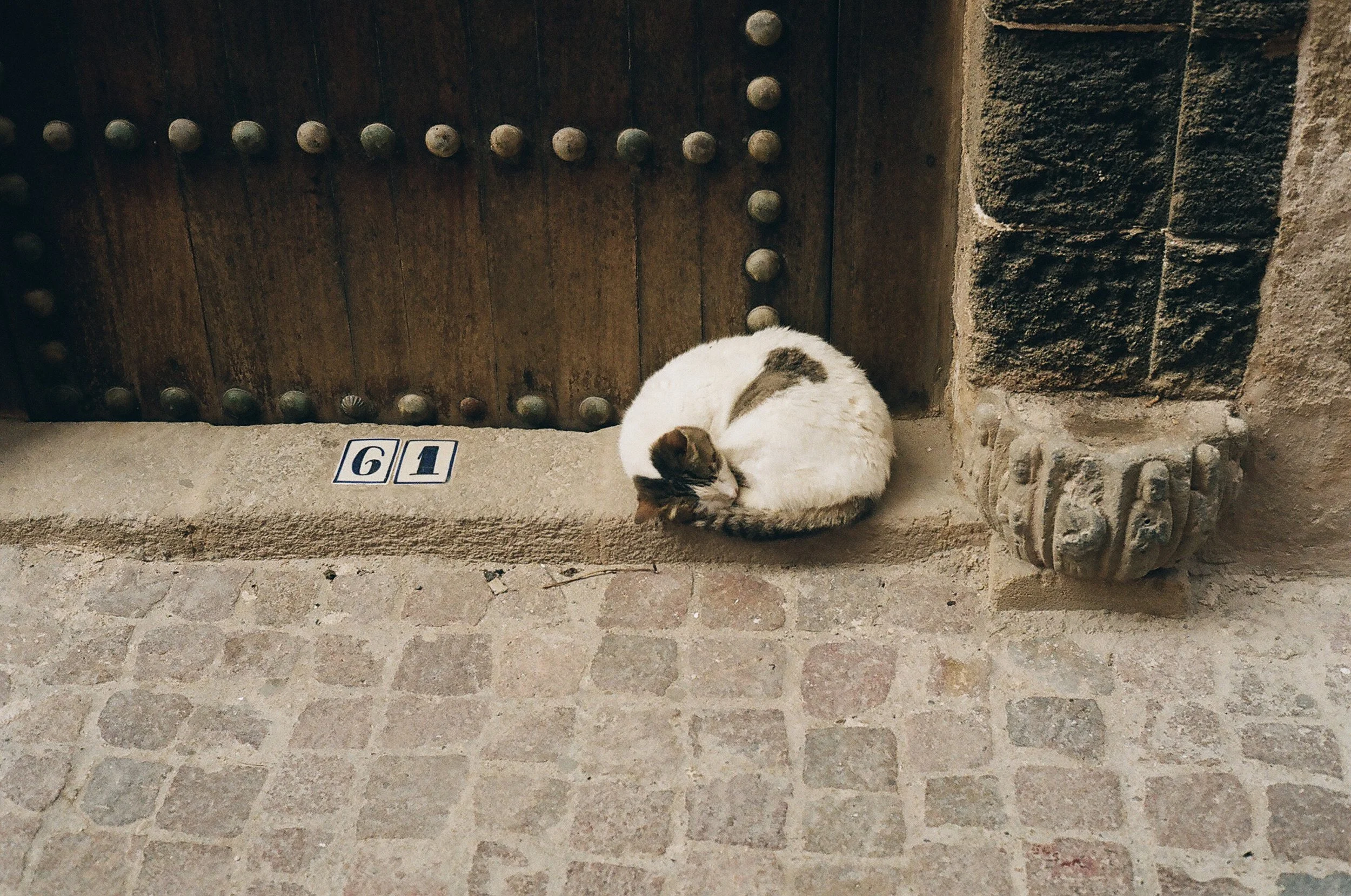 morecats2-4.jpg