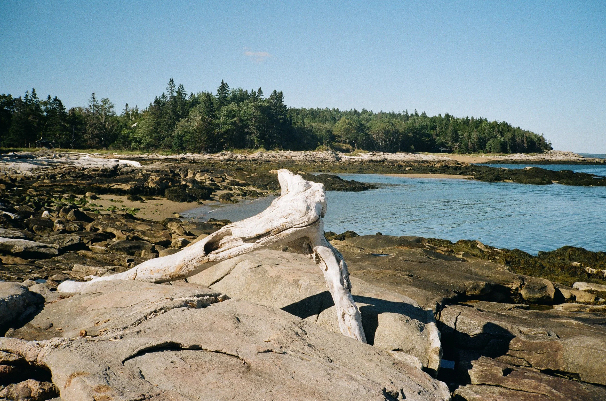 MaineWebsite-31.jpg