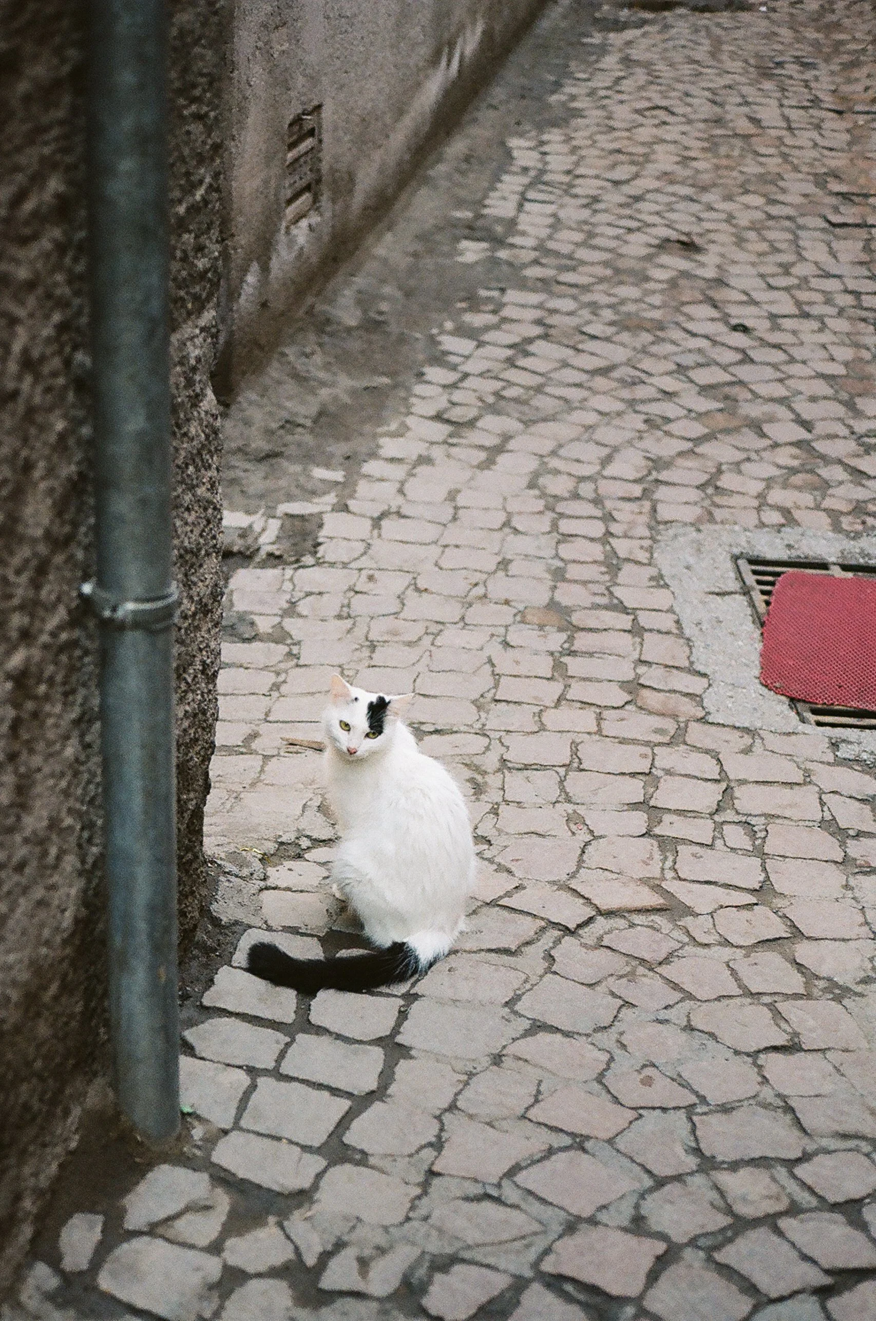 catstoprint-15.jpg