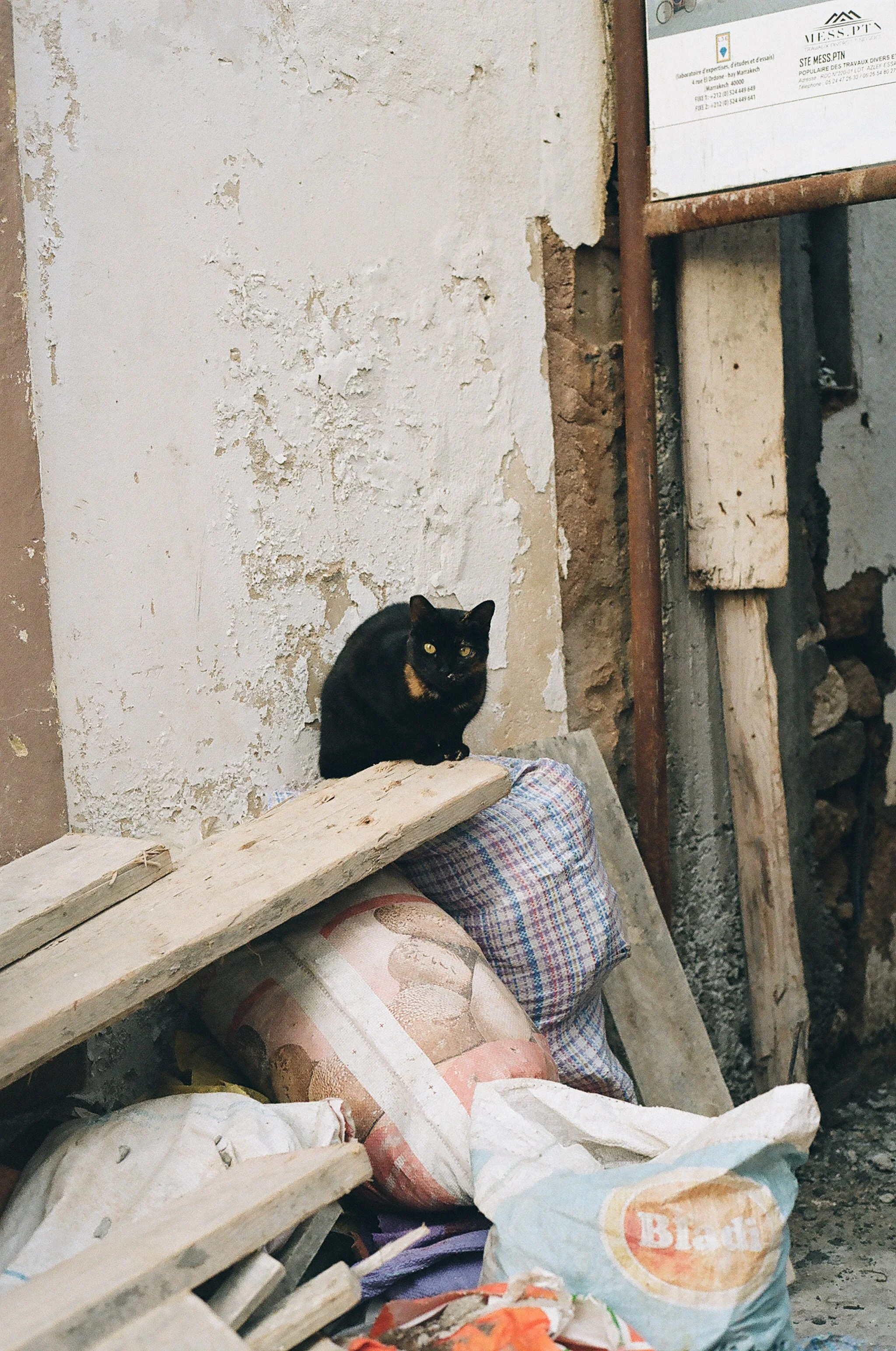morecats2-5.jpg
