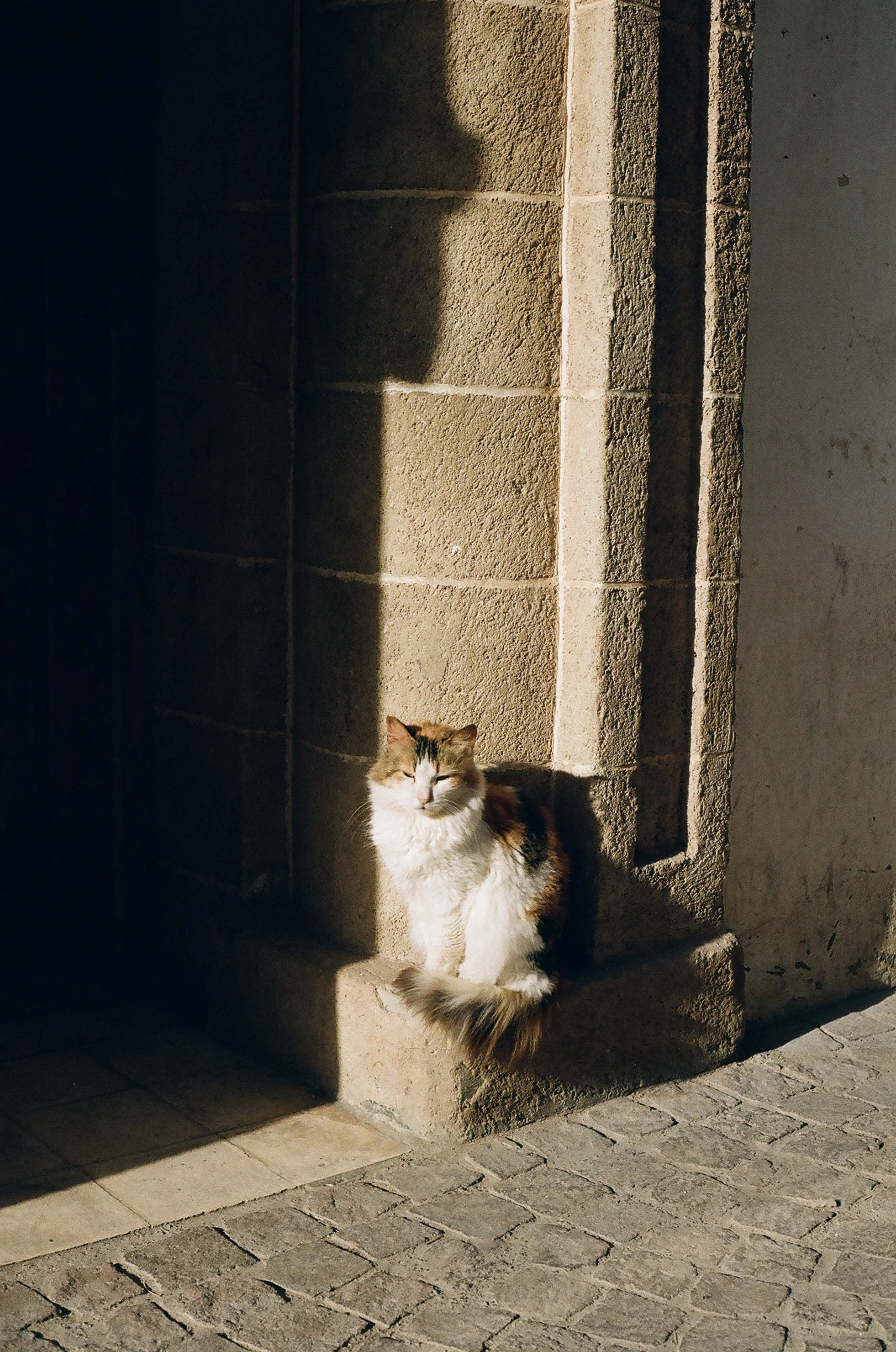catstoprint-8.jpg