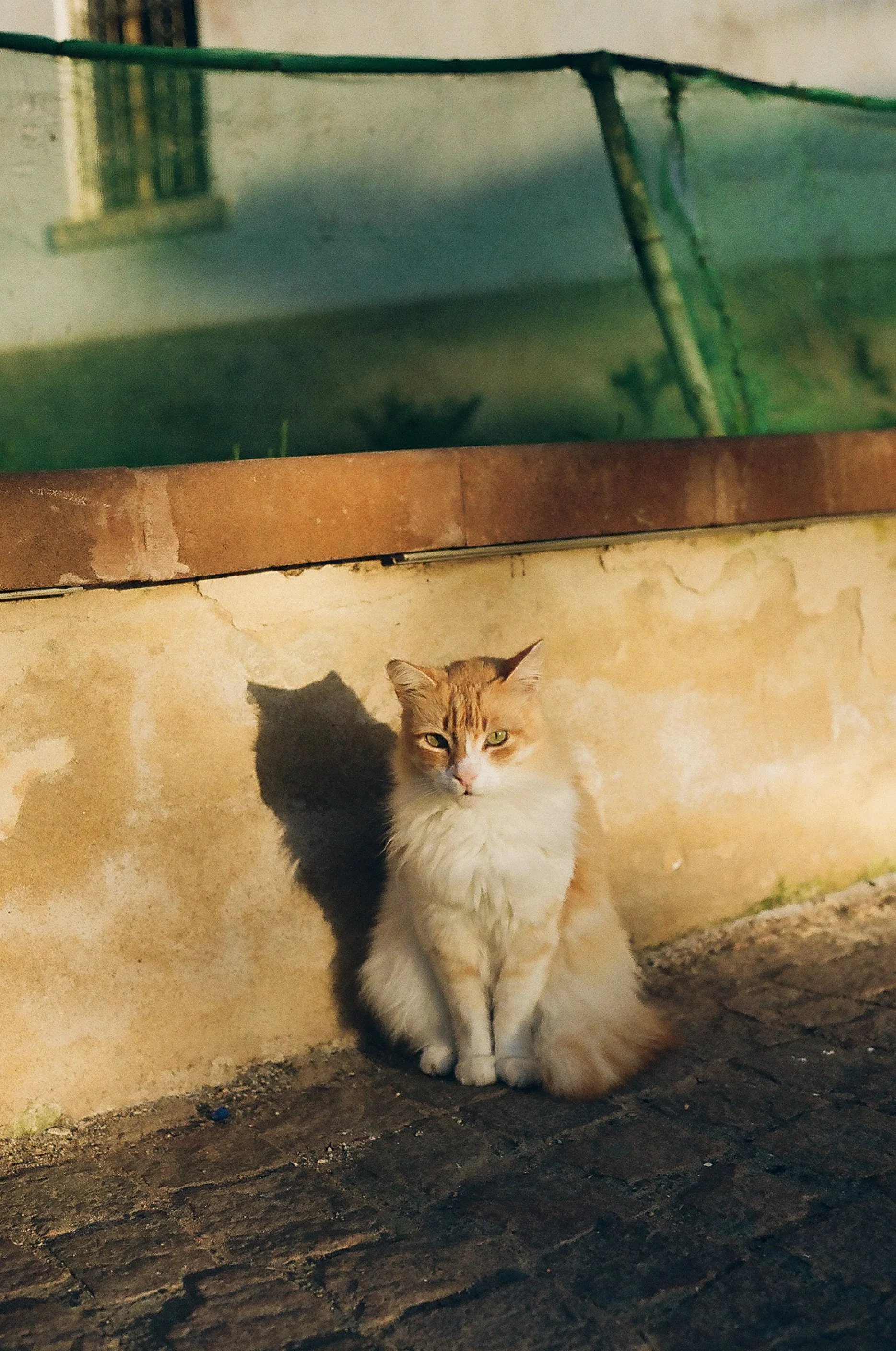 catstoprint-4.jpg