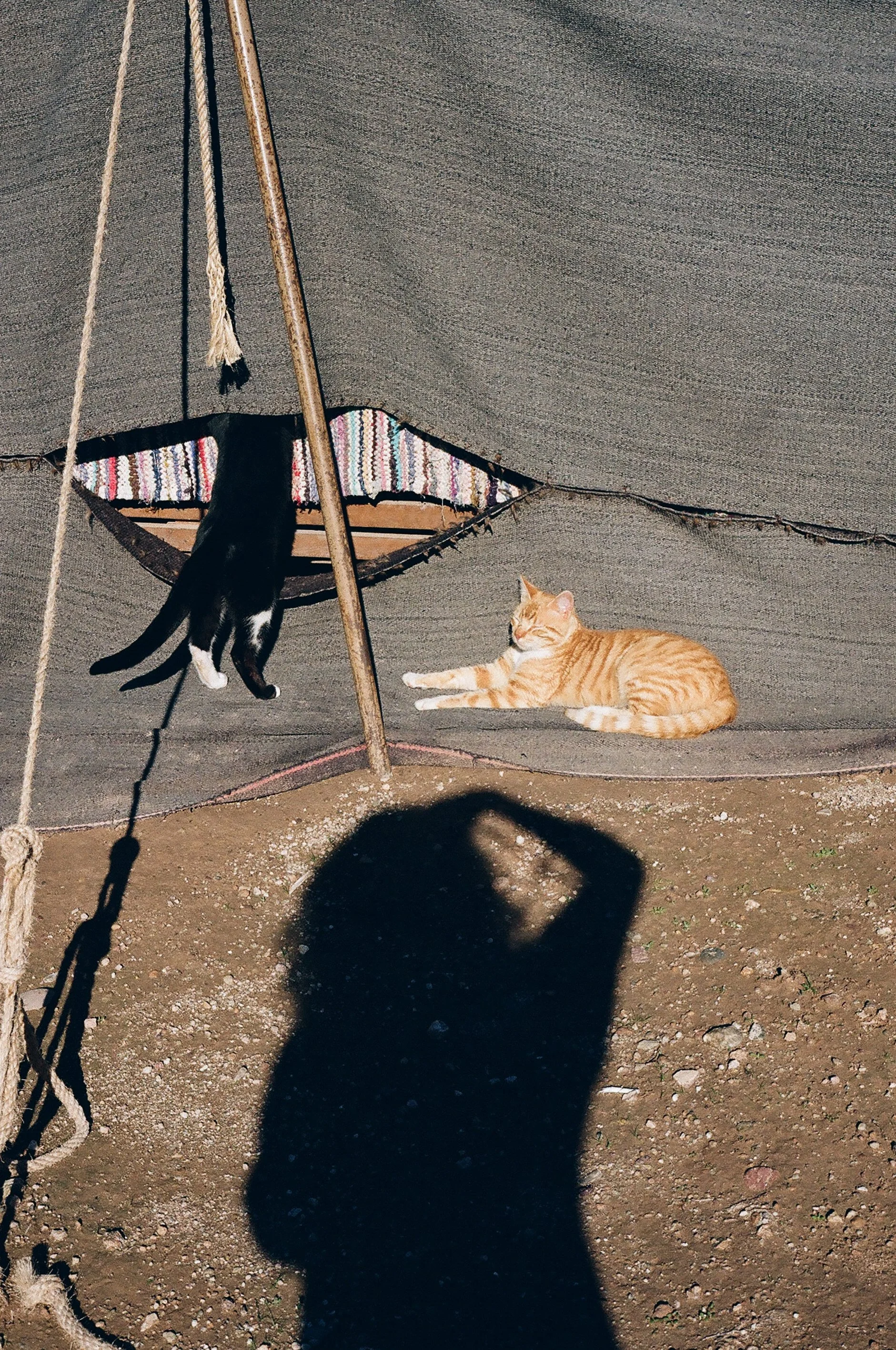 catstoprint-9.jpg