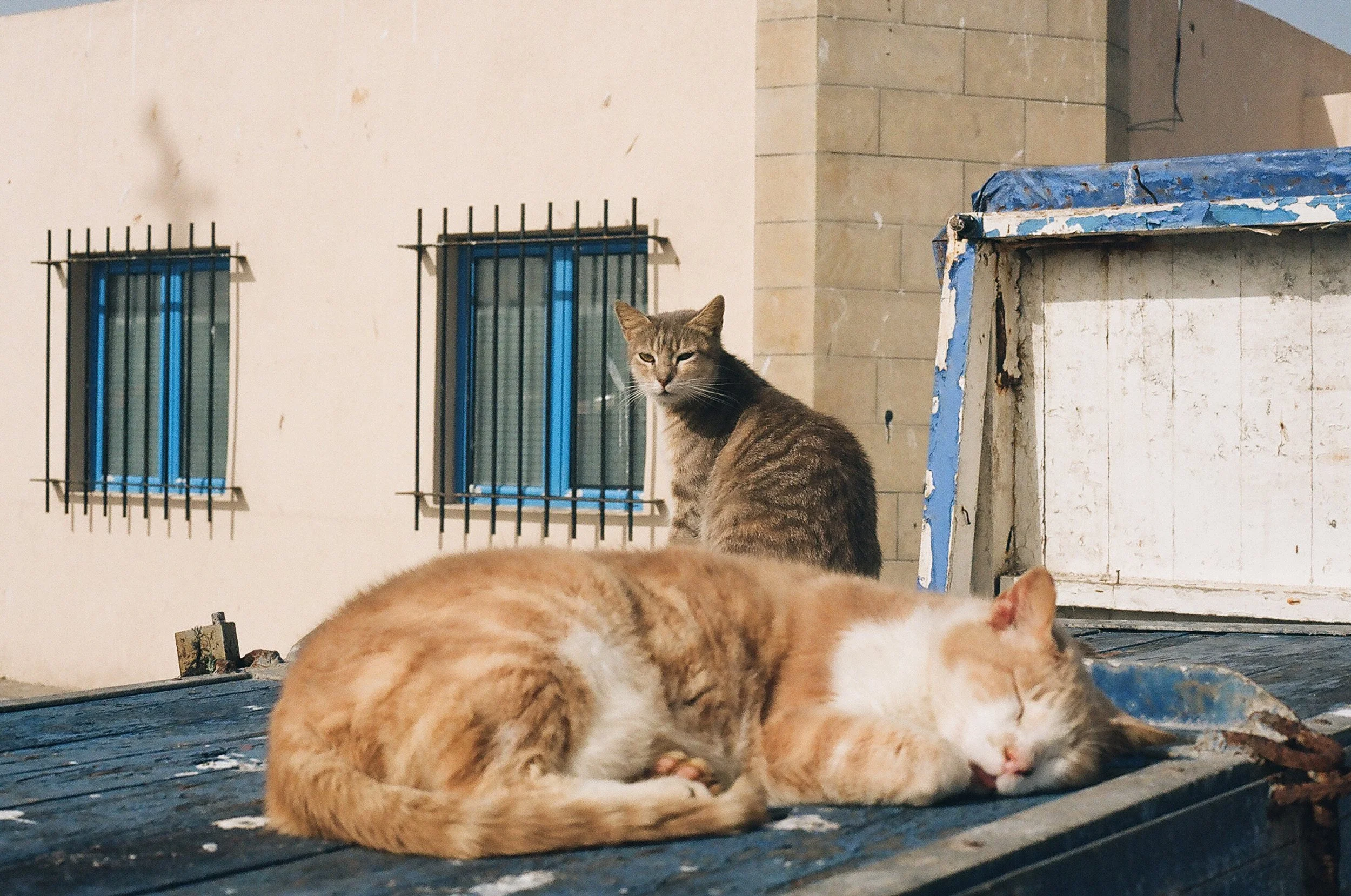 morecats2-3.jpg