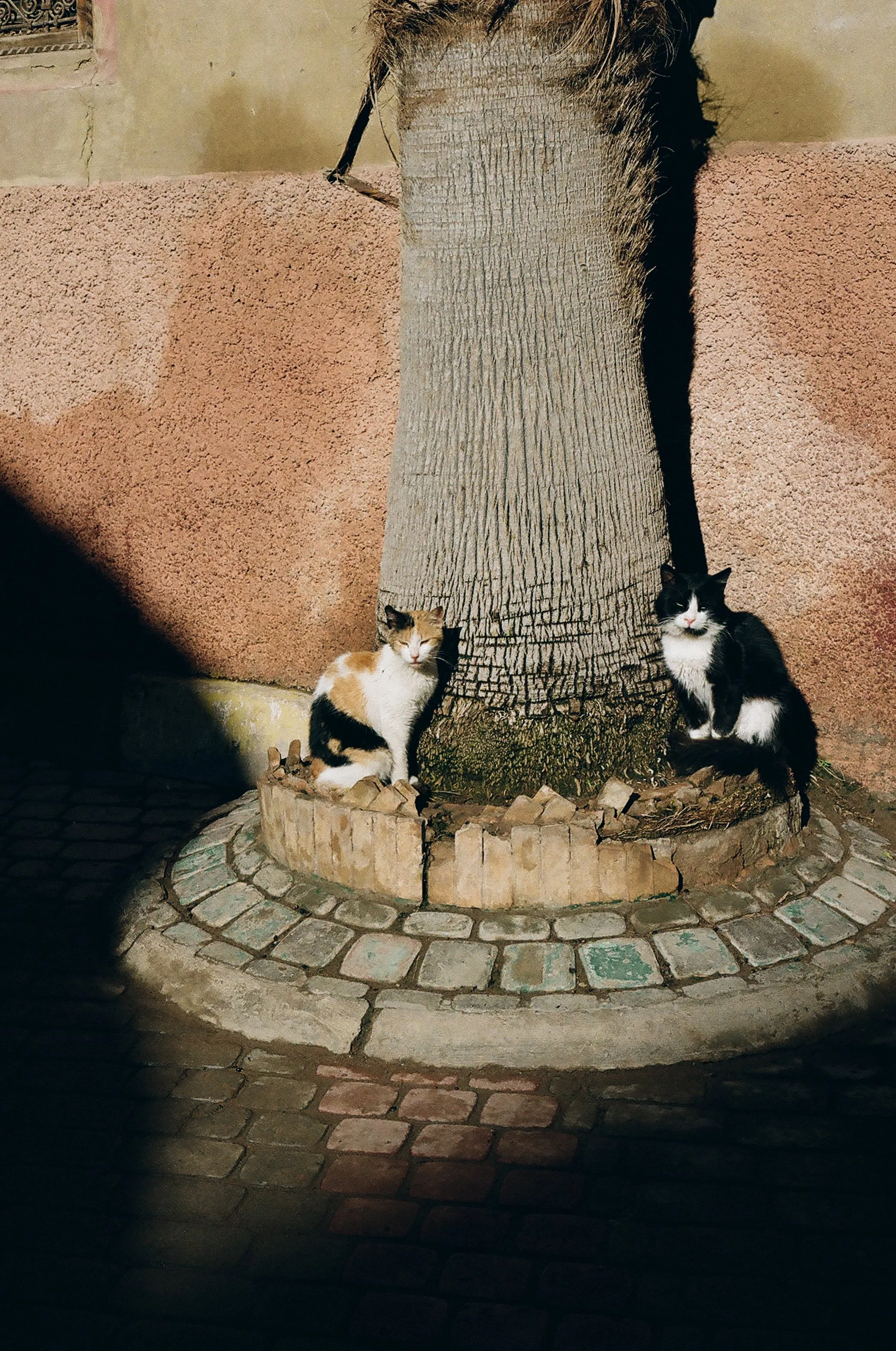 catstoprint-12.jpg