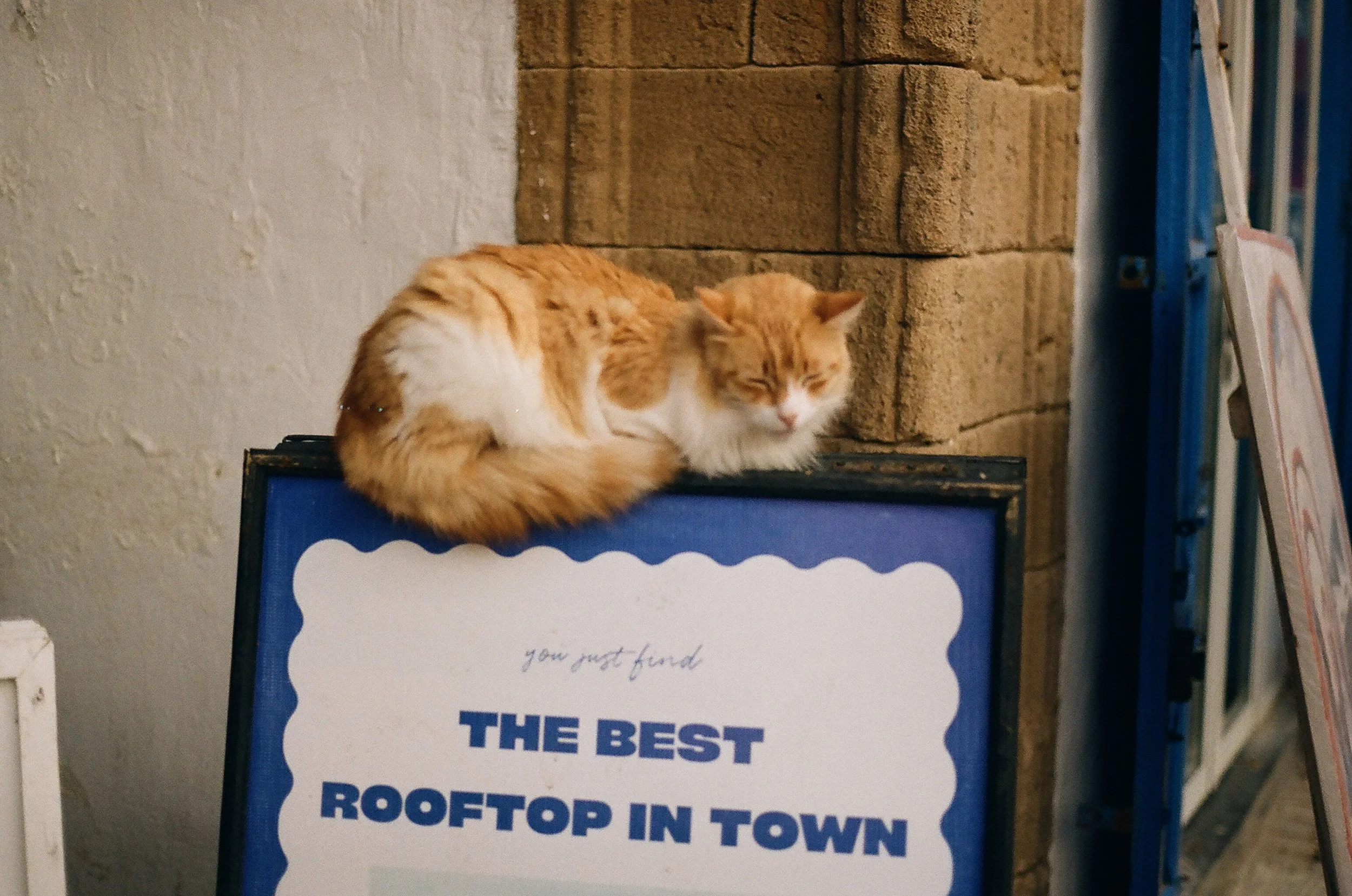 morecats1-2.jpg