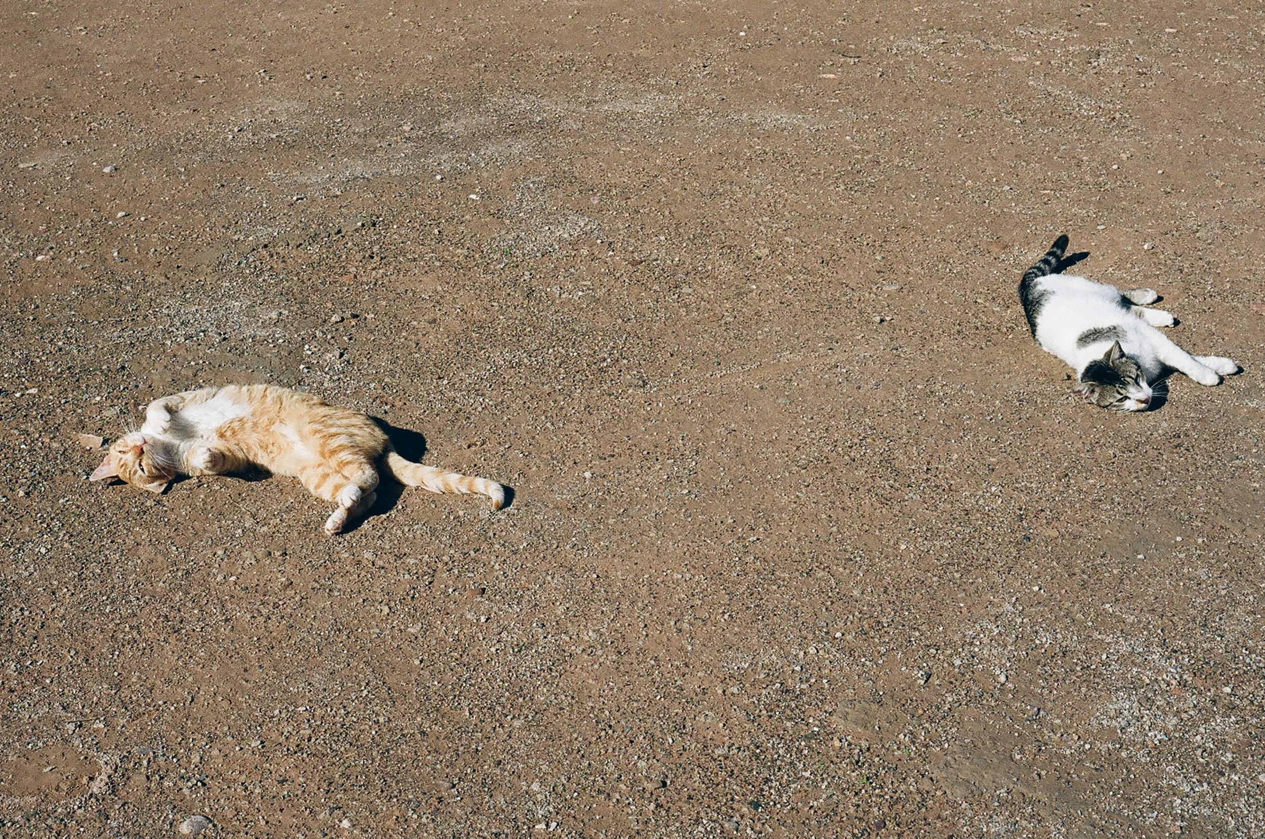 morecats1.jpg