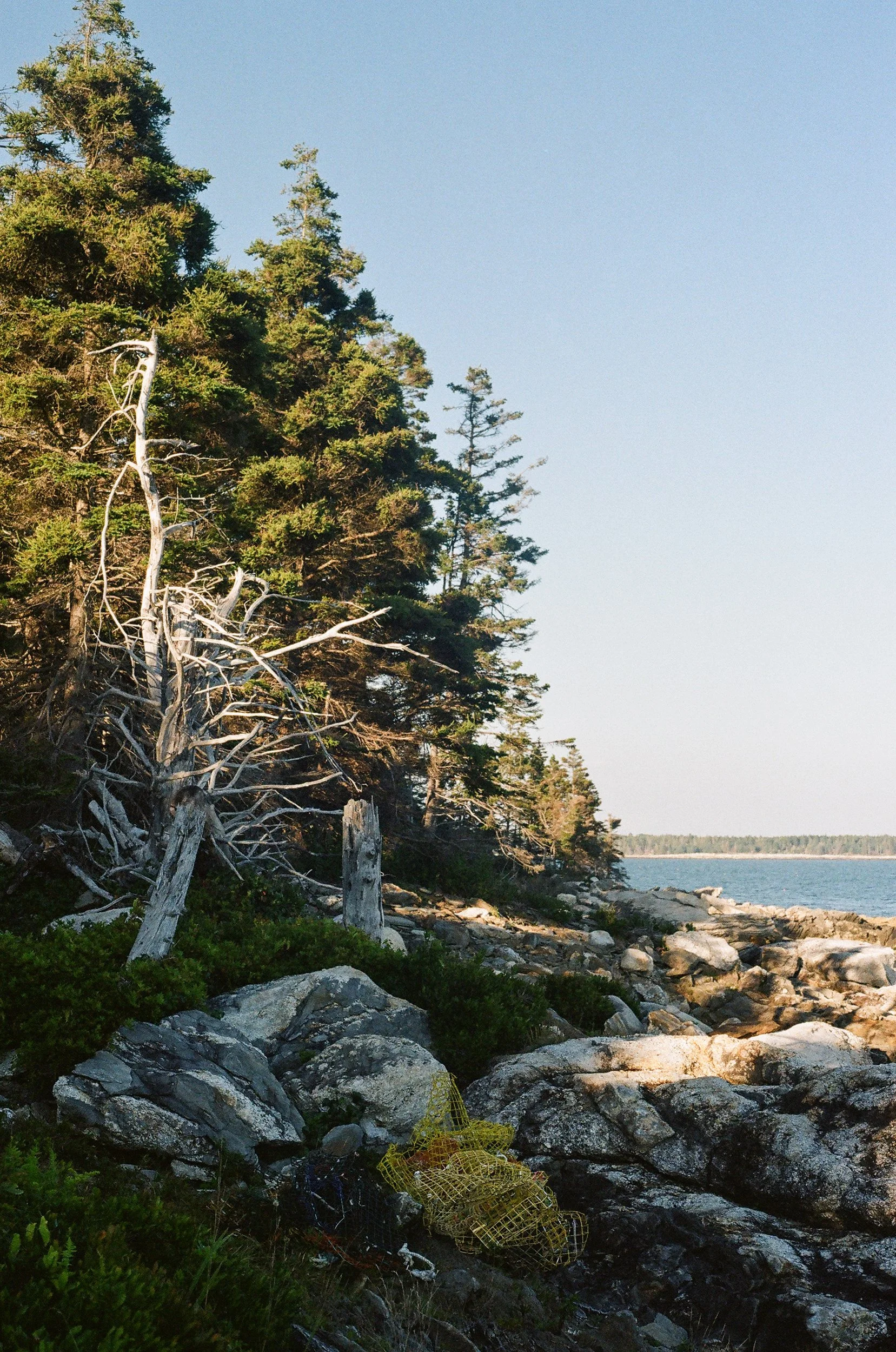 MaineWebsite-7.jpg