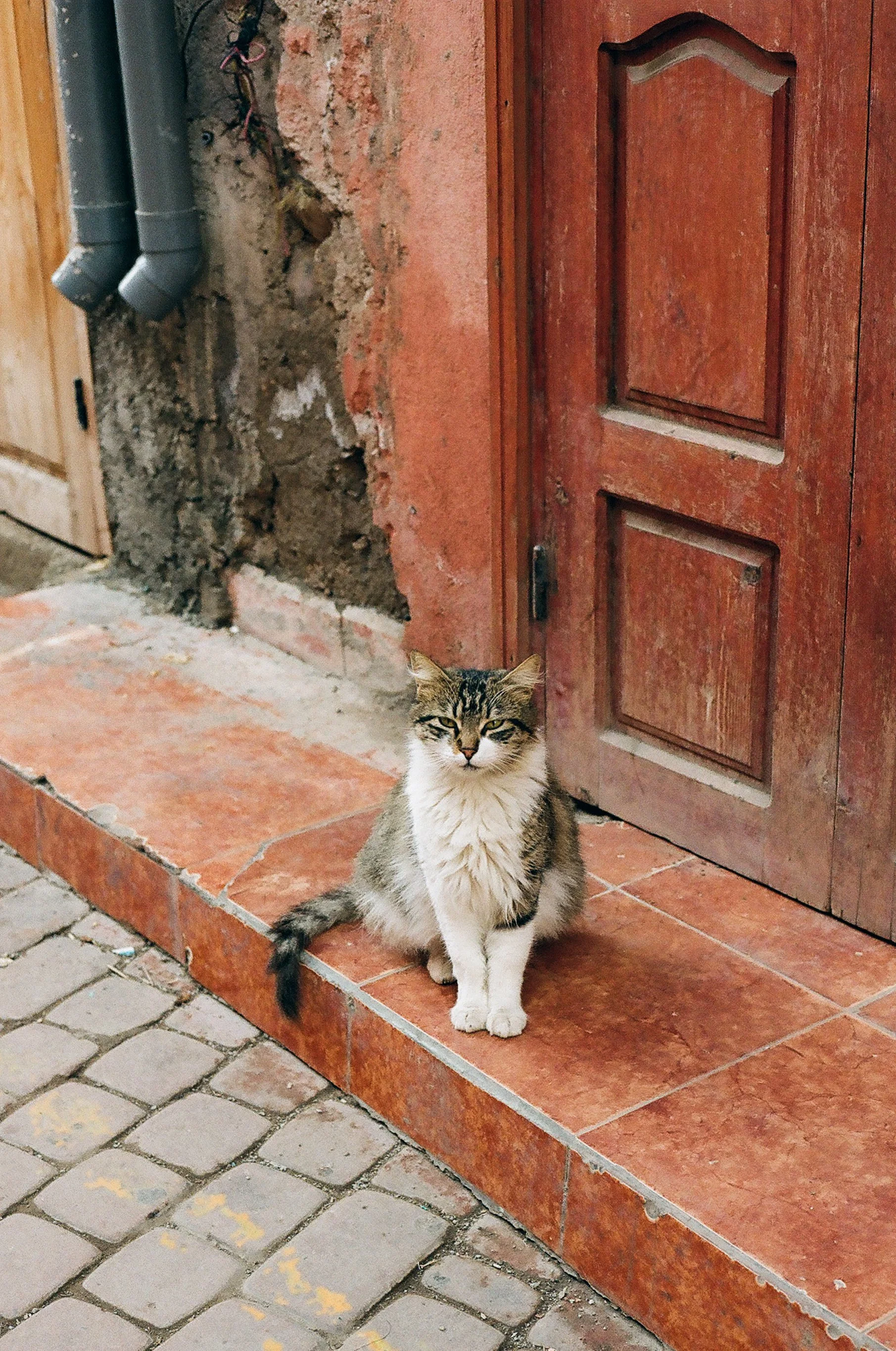 catstoprint-14.jpg