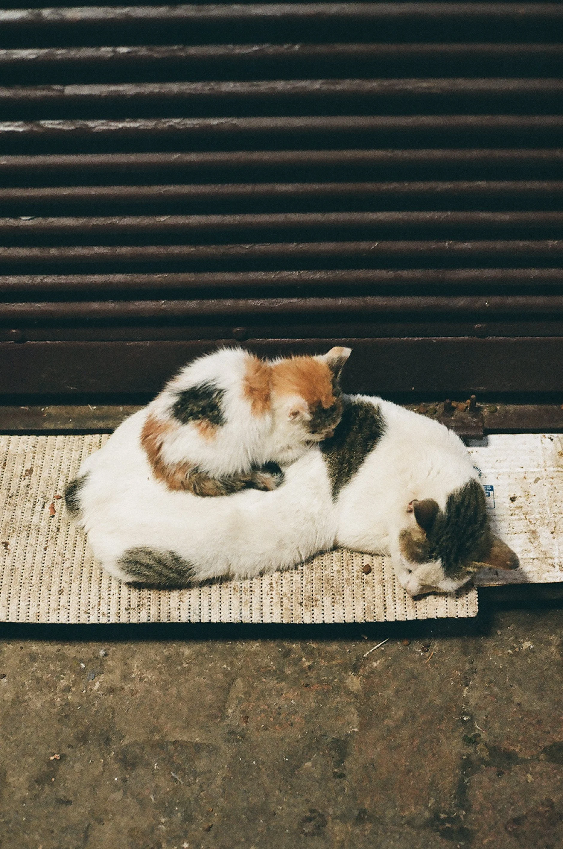 catstoprint-13.jpg