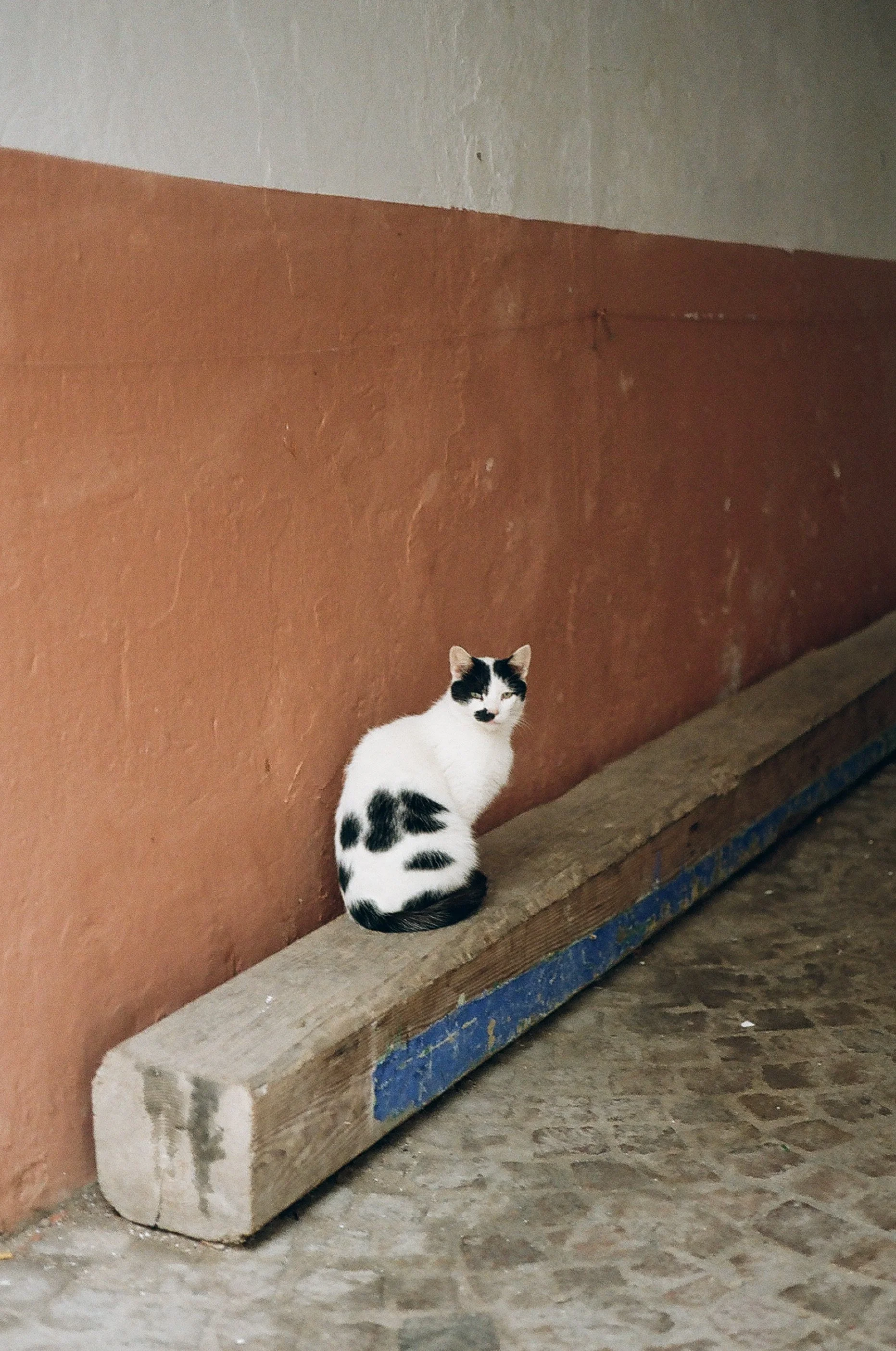 catstoprint-5.jpg