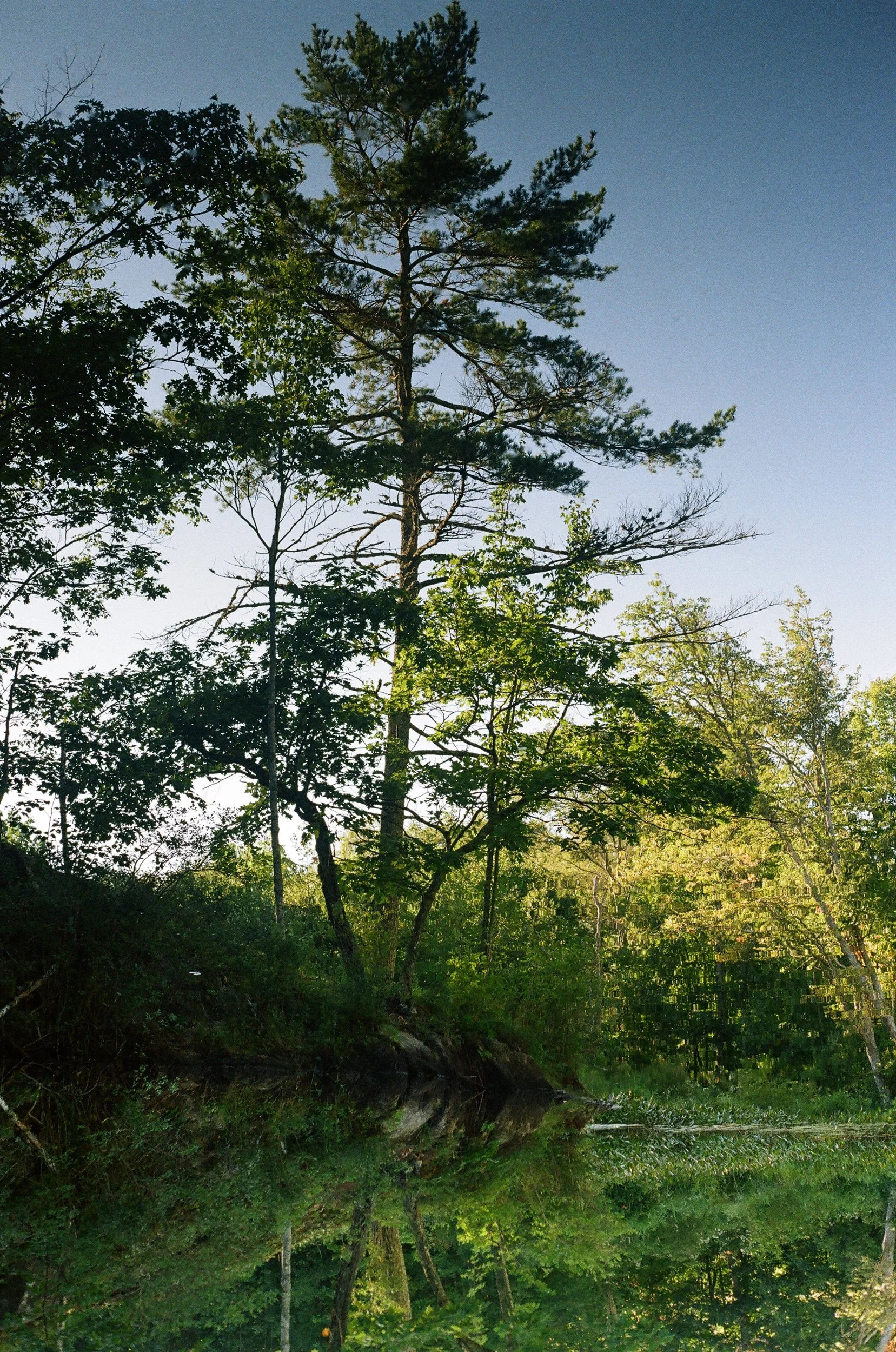 MaineWebsite-9.jpg