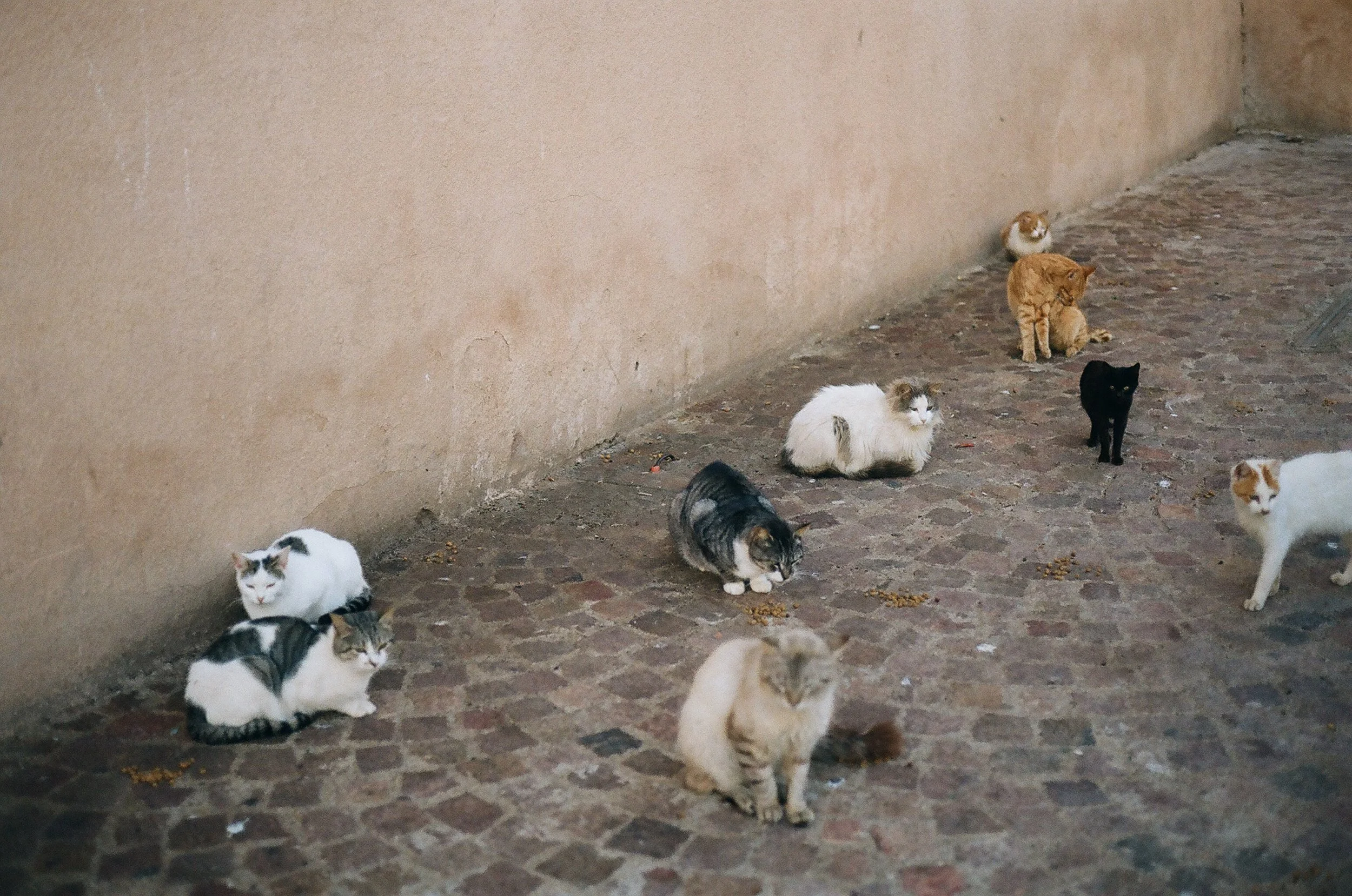 catstoprint-3.jpg