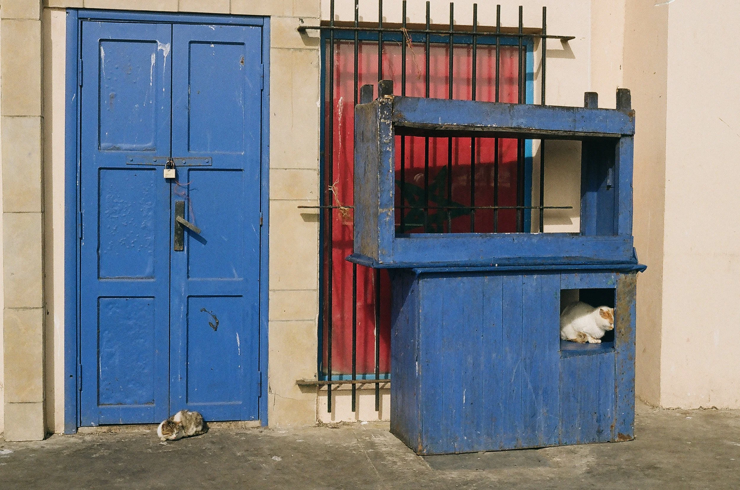 morecats2-2.jpg