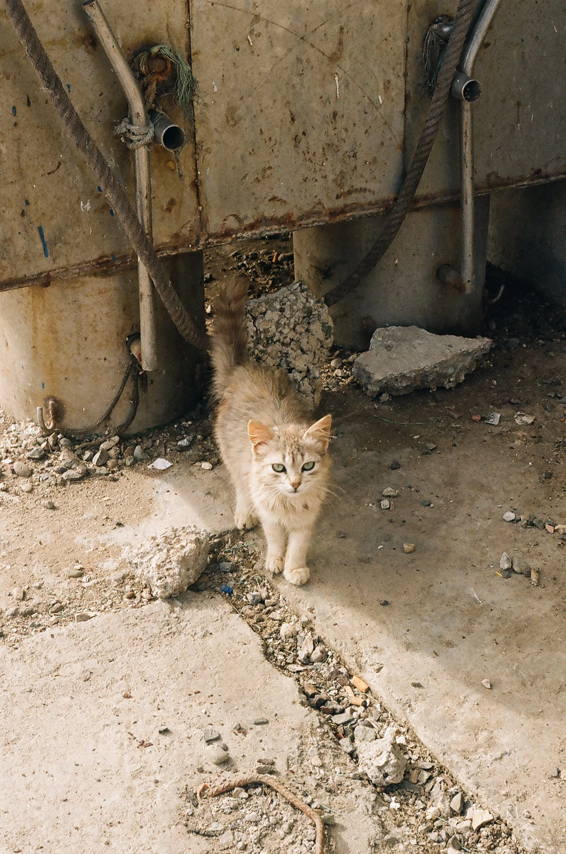 morecats2.jpg