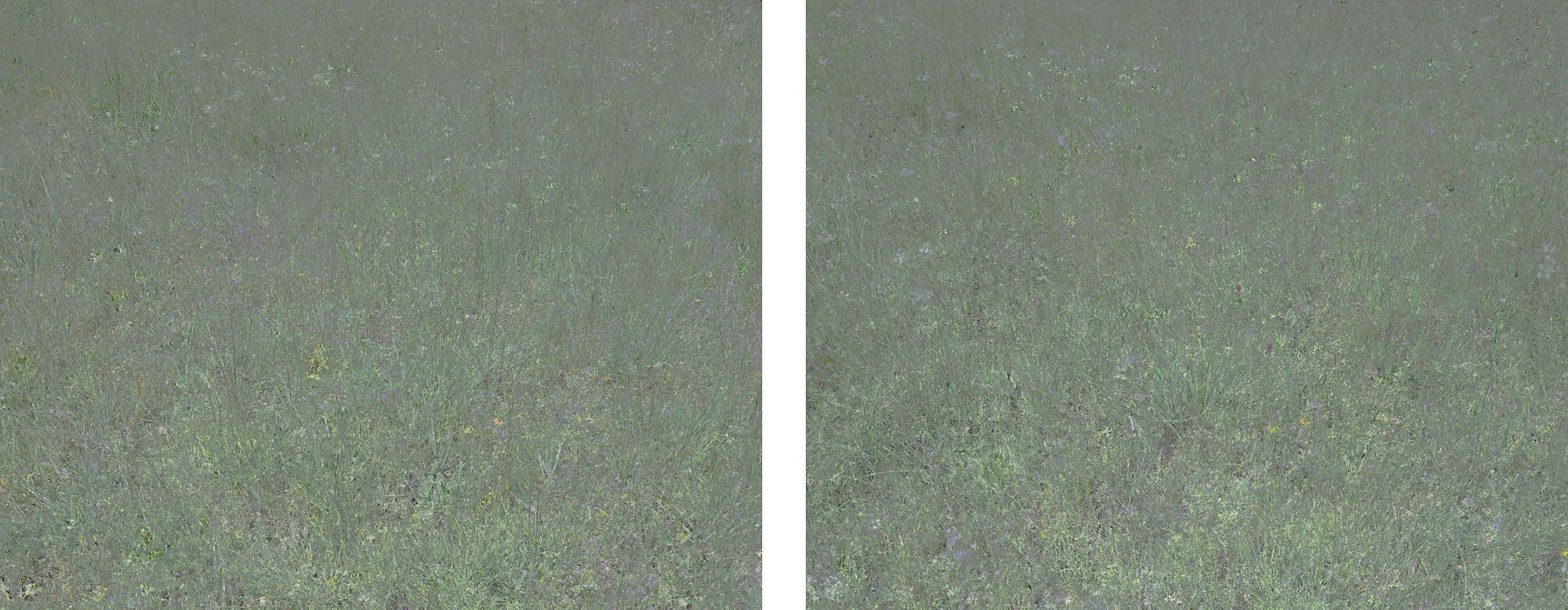 Untitled (Meadow 1) & Untitled (Meadow 2)