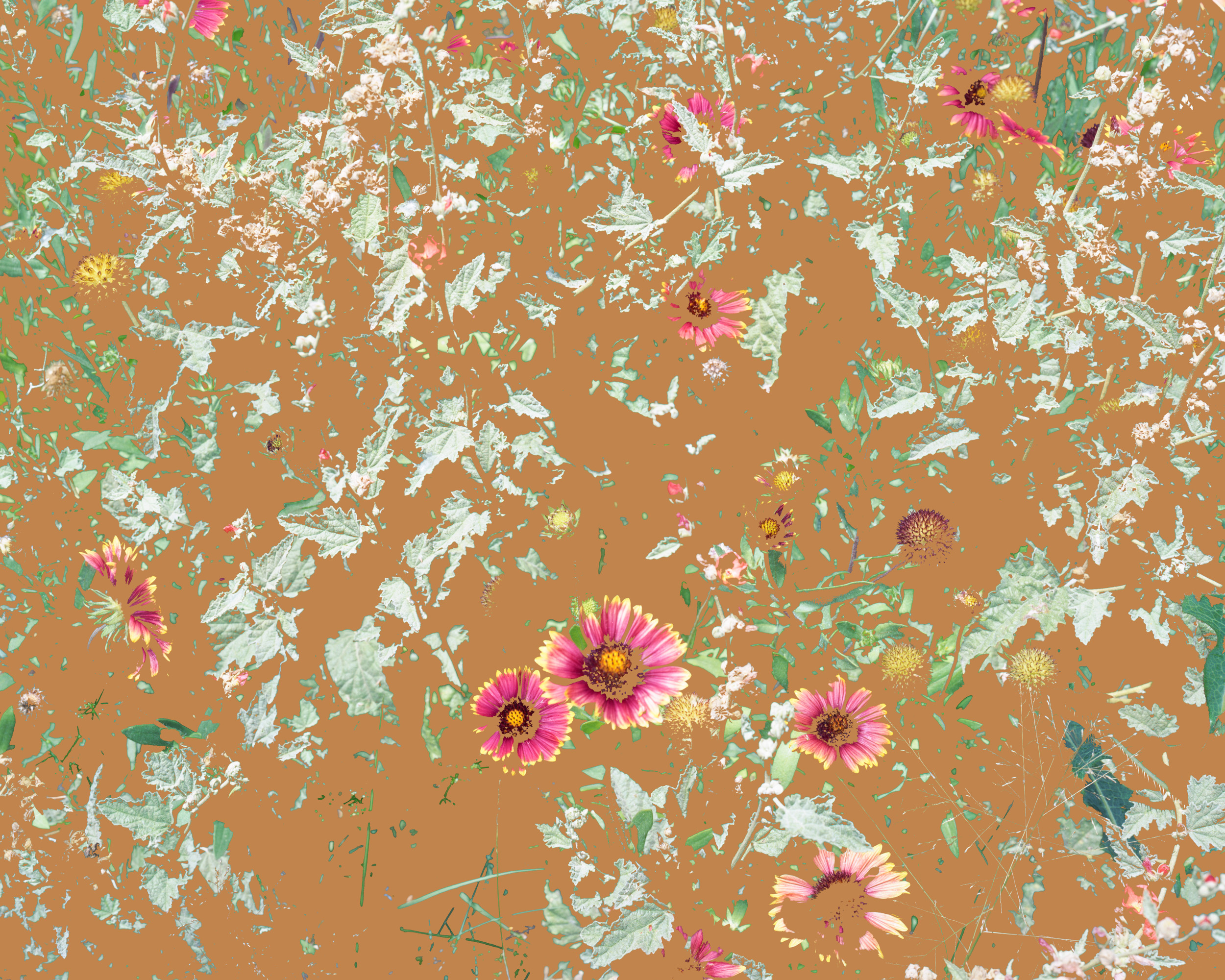 Wildflowers (PW1)