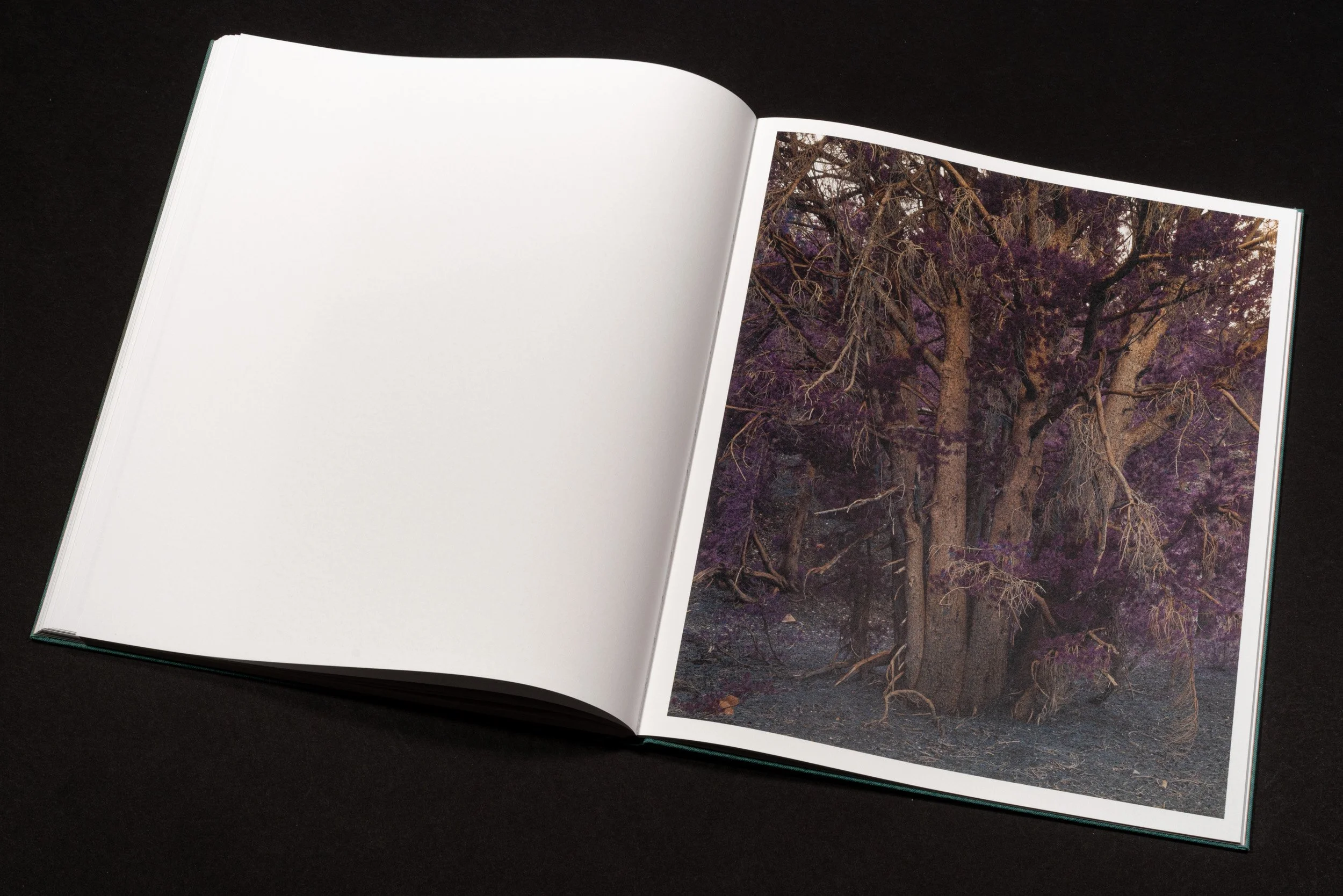 RothmanSierraBook-18.jpg