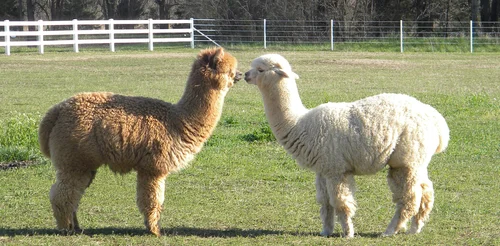 alpaca1.jpg