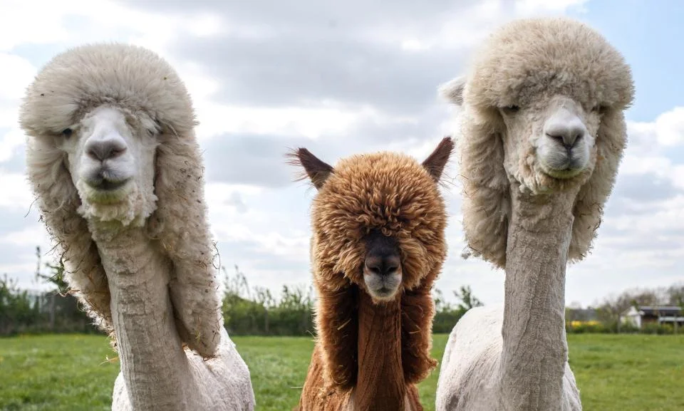 alpaca2.jpg