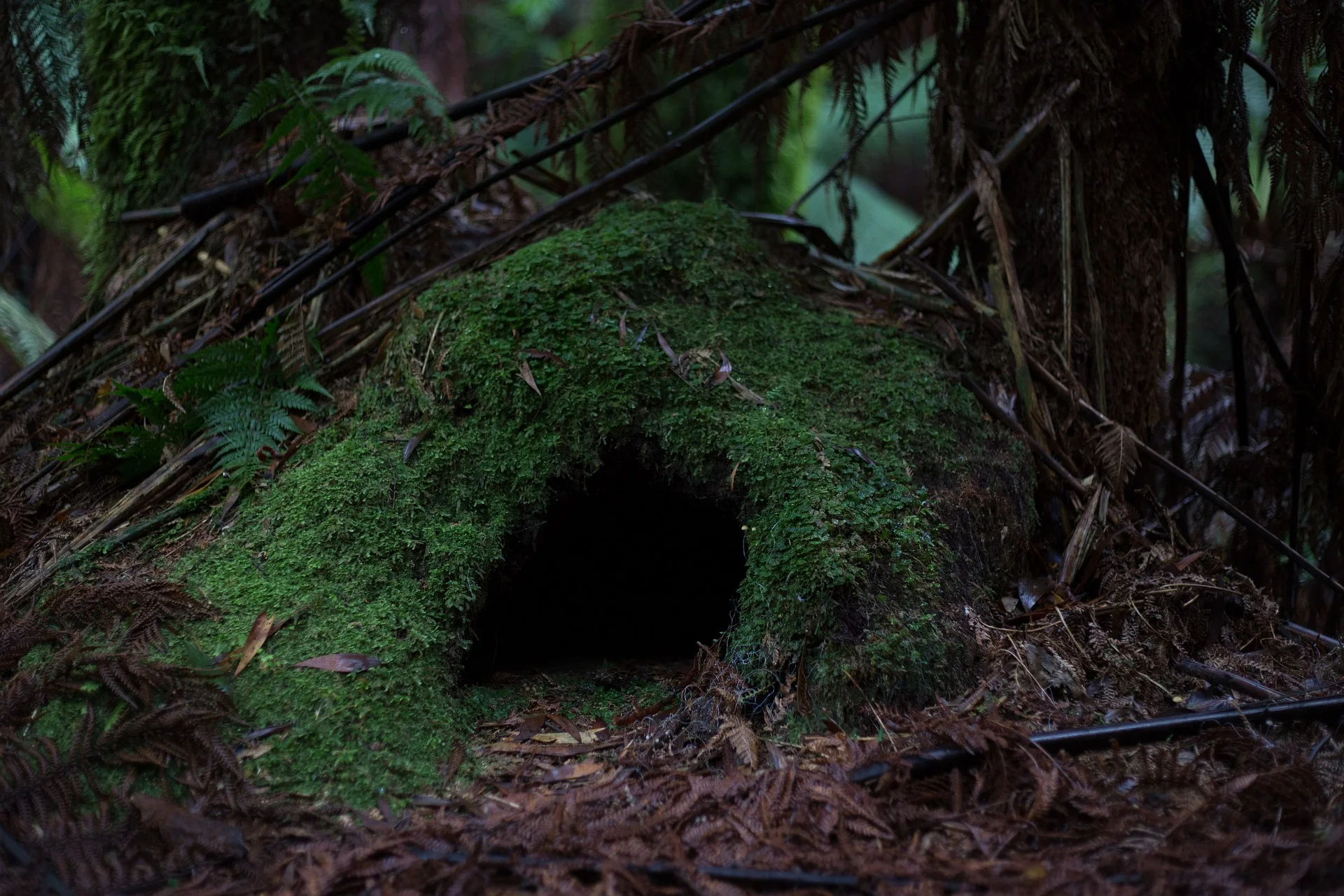 cave-1566205_1920.jpg