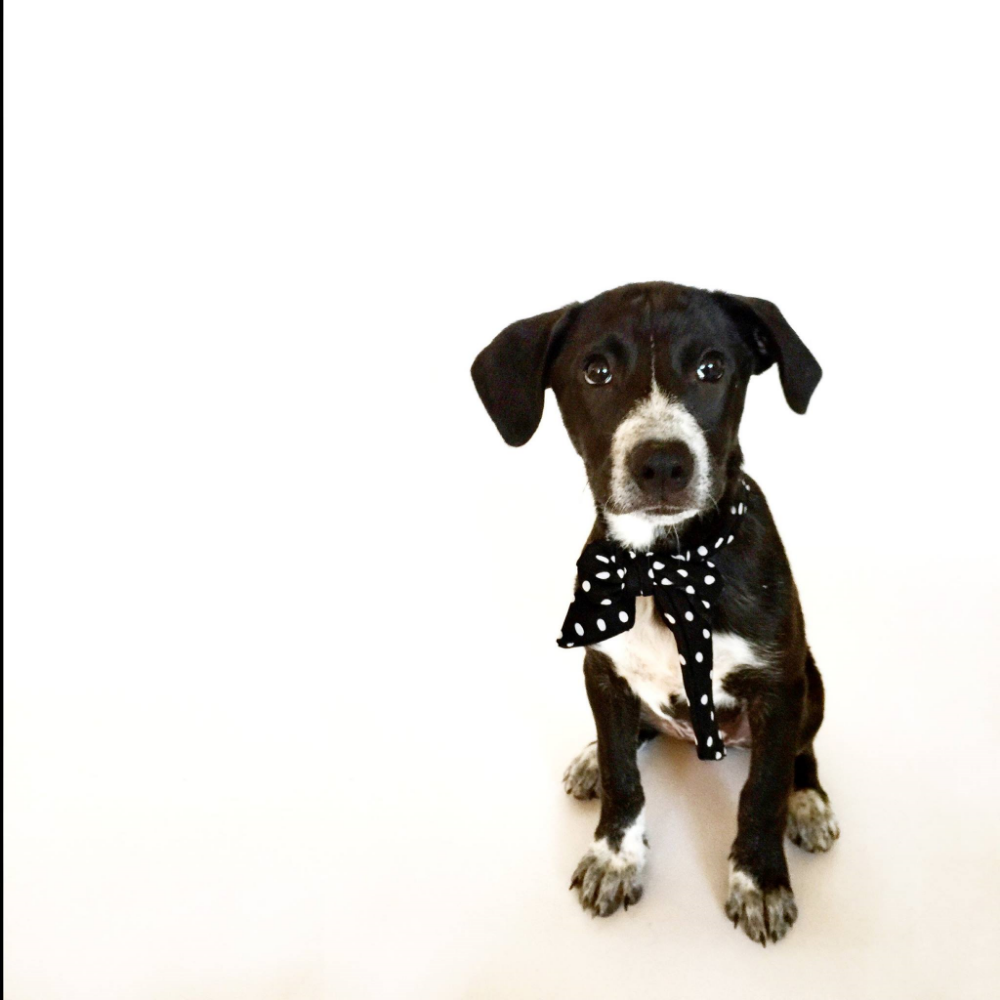 First foster pup, Arti!