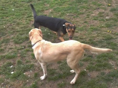 Friednly tails and ears, and a nice curved body show these dogs respecting each other's space and reading signals. Photo courtesy of lmcsolutions.co.nz