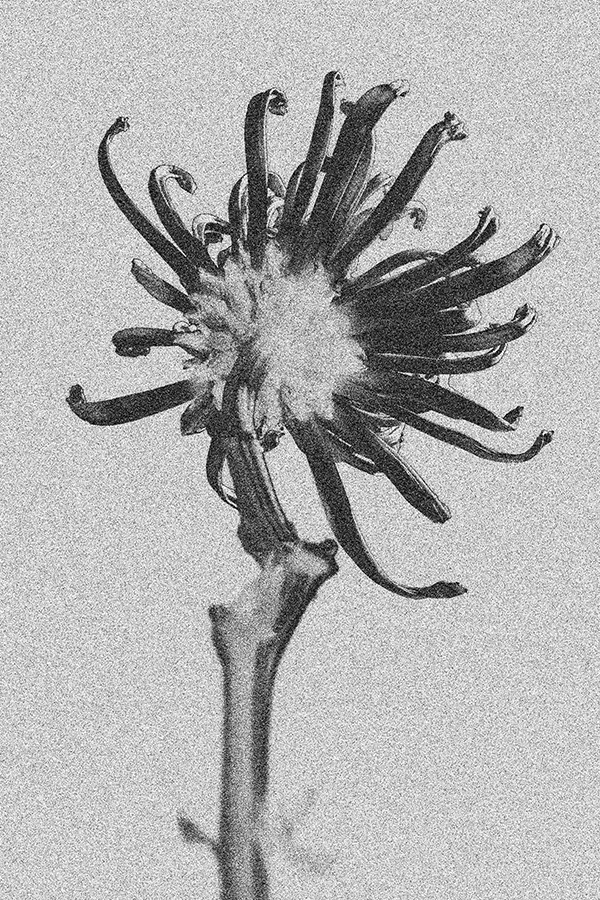 Day 3/50