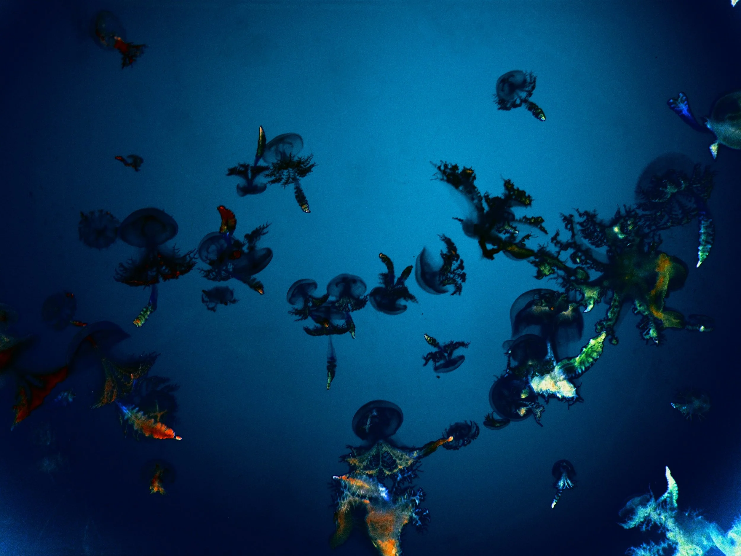 Jellyfish.jpg