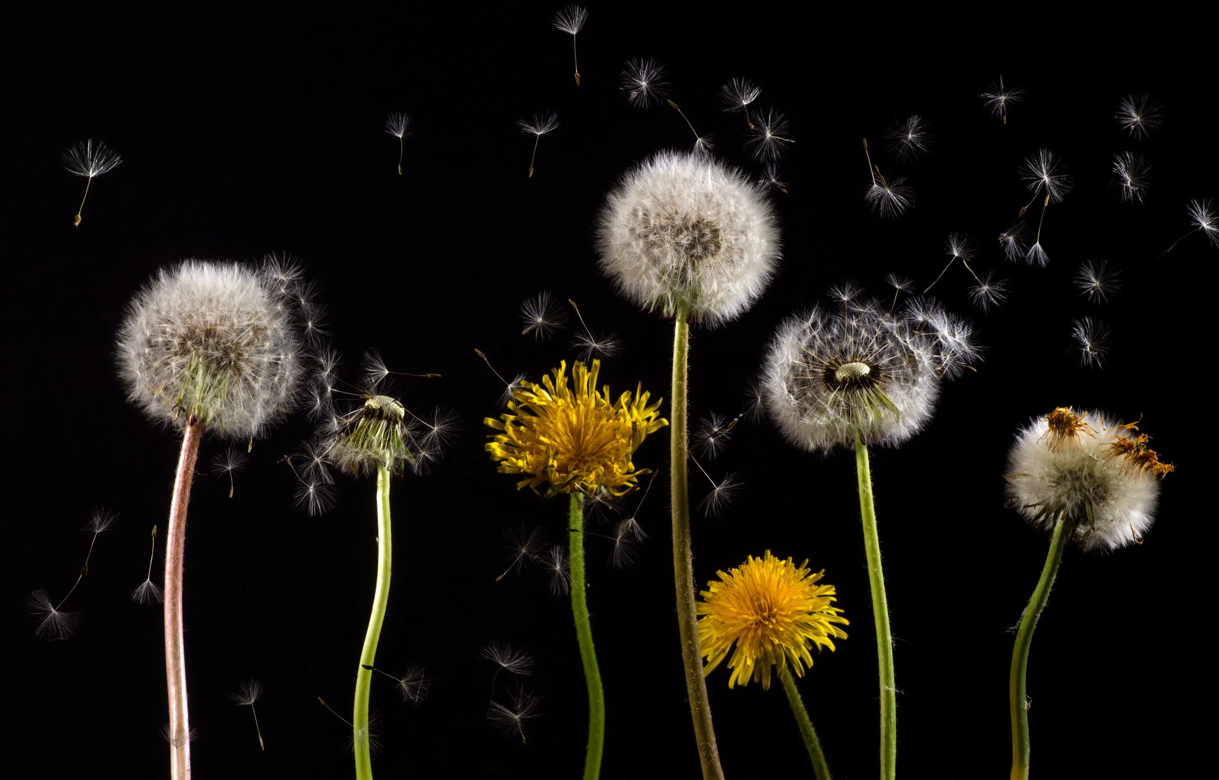 pollen-macro-dandelion-back-light-36424.jpg