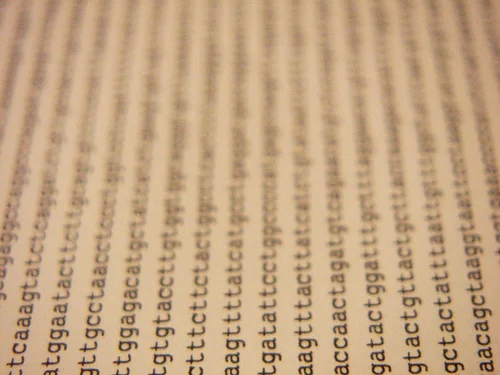 Image from flickr.com/several_bees