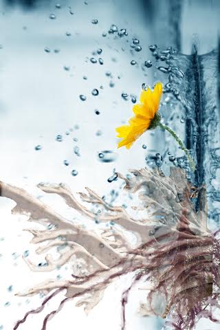 Image by Ariel Feinstein