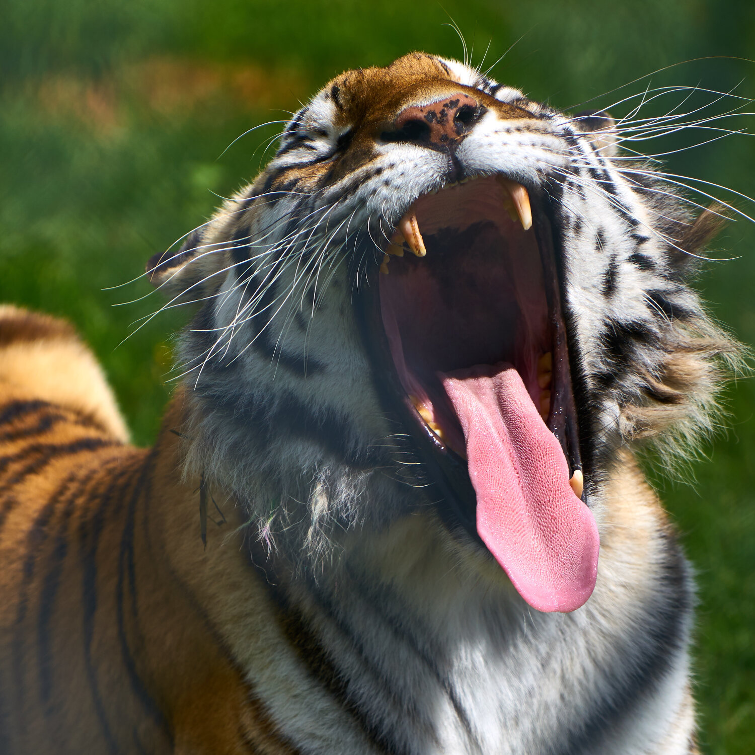 Tiger 1500.jpg