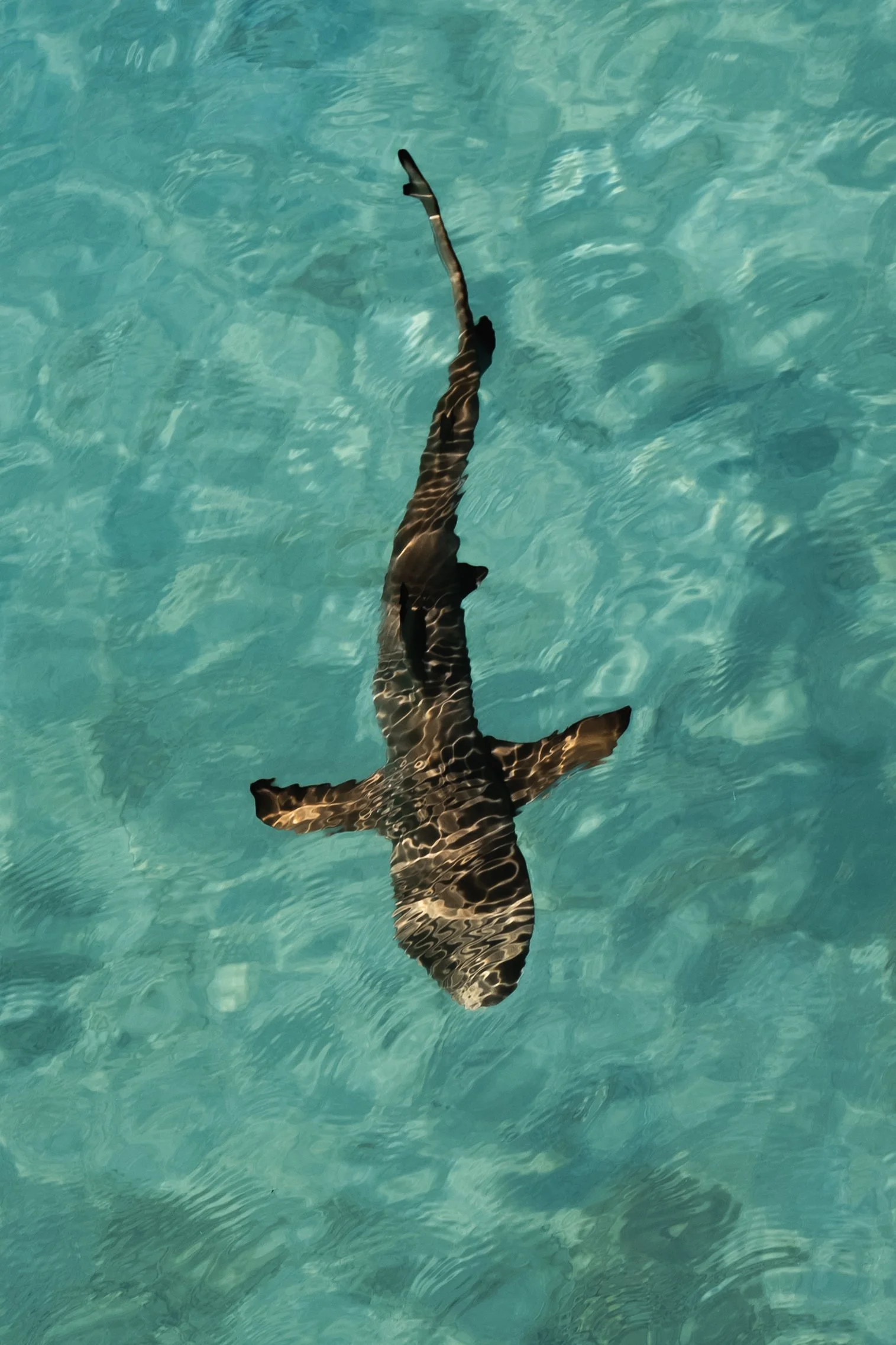 Shark.jpg